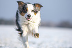 running Australian Shepherd