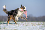 Australian Shepherd retrieves toy