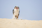 running Australian Shepherd