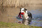 Australian Shepherd retrieves water toy