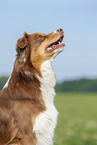 Australian Shepherd Portrait