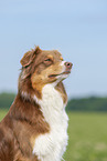 Australian Shepherd Portrait