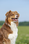 Australian Shepherd Portrait