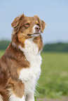 Australian Shepherd Portrait