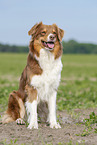 sitting Australian Shepherd