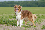 standing Australian Shepherd