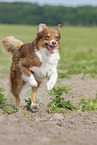 running Australian Shepherd