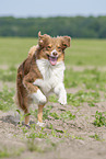 running Australian Shepherd