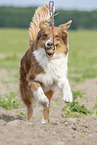 running Australian Shepherd