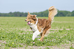 running Australian Shepherd