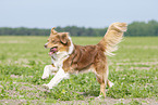 running Australian Shepherd