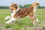 running Australian Shepherd