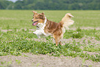 running Australian Shepherd