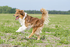 running Australian Shepherd