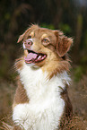 Australian Shepherd Portrait