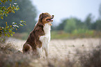 sitting Australian Shepherd