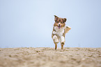 running Australian Shepherd