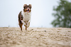 running Australian Shepherd