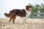 standing Australian Shepherd