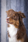 Australian Shepherd Portrait