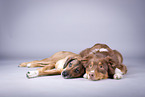 Australian Shepherd with mongrel