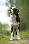 standing Australian Shepherd