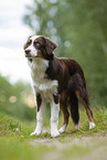 standing Australian Shepherd