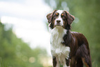 Australian Shepherd