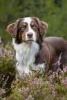 standing Australian Shepherd