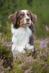 Australian Shepherd Portrait