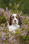 Australian Shepherd Portrait