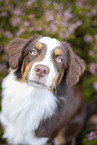 Australian Shepherd Portrait