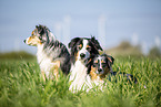 3 Australian Shepherds