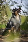 sitting Australian Shepherd