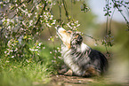 lying Australian Shepherd