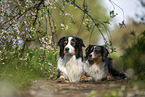 Australian Shepherd