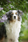 Australian Shepherd Portrait