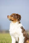 Australian Shepherd