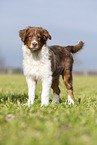 standing Australian Shepherd