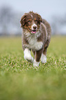 Australian Shepherd