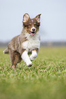 running Australian Shepherd