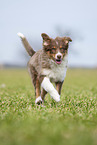 running Australian Shepherd