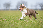 running Australian Shepherd