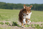running Australian Shepherd