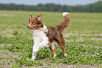 running Australian Shepherd