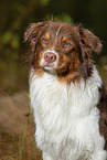 Australian Shepherd Portrait