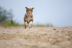 running Australian Shepherd