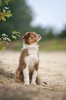 sitting Australian Shepherd