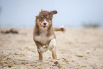 running Australian Shepherd