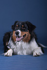 lying Australian Shepherd